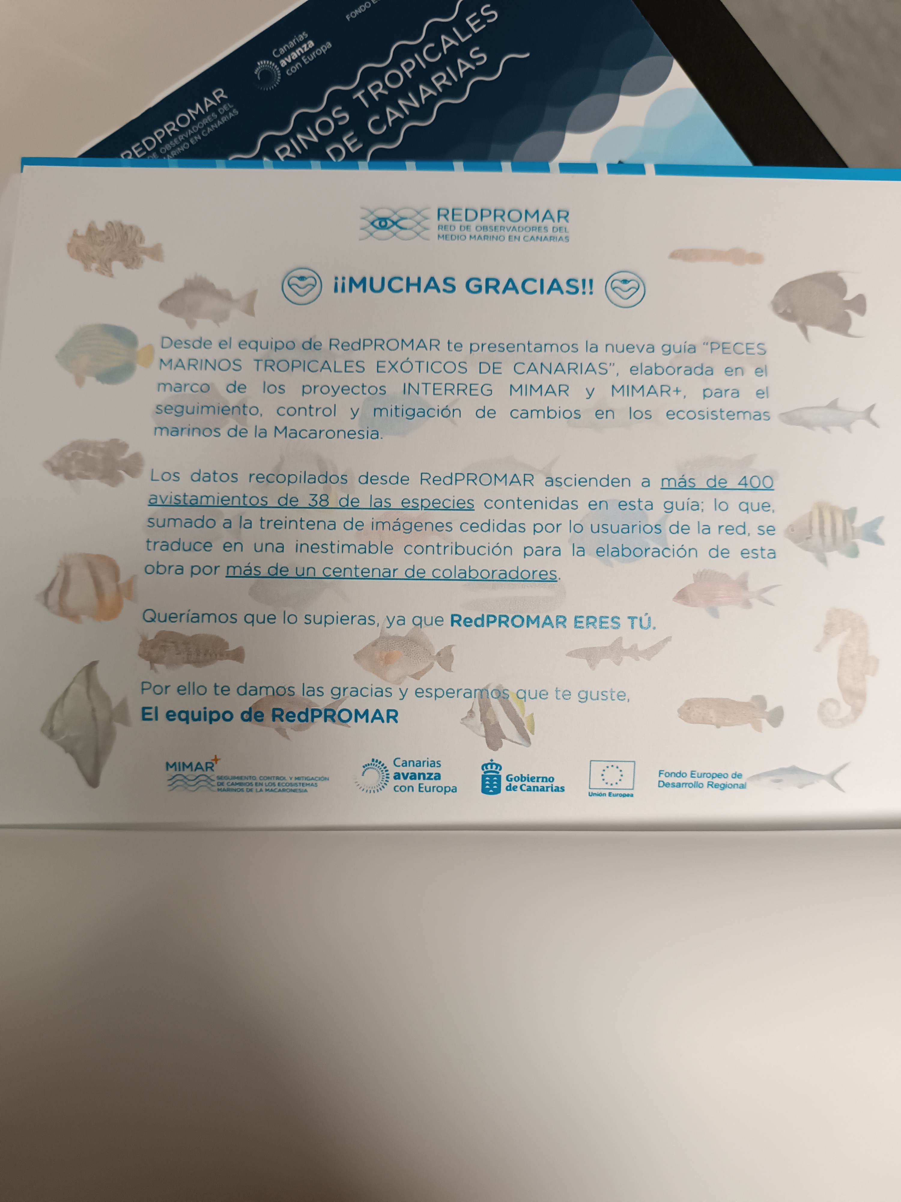 prueba proyecto automático