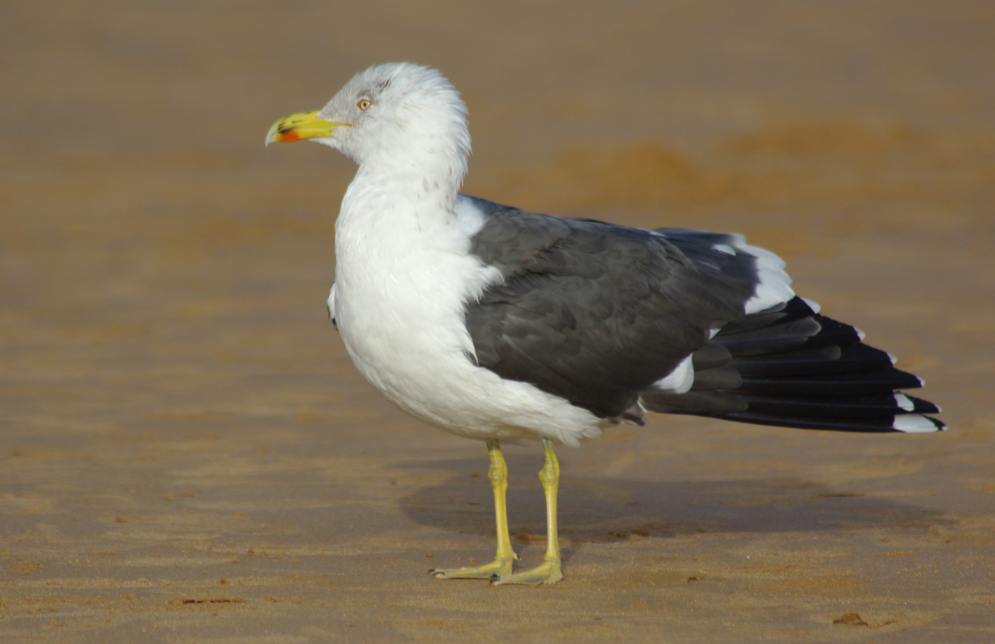 Monitoreo biológico marino de los nuevos fondos fruto del volcán Tajogaite