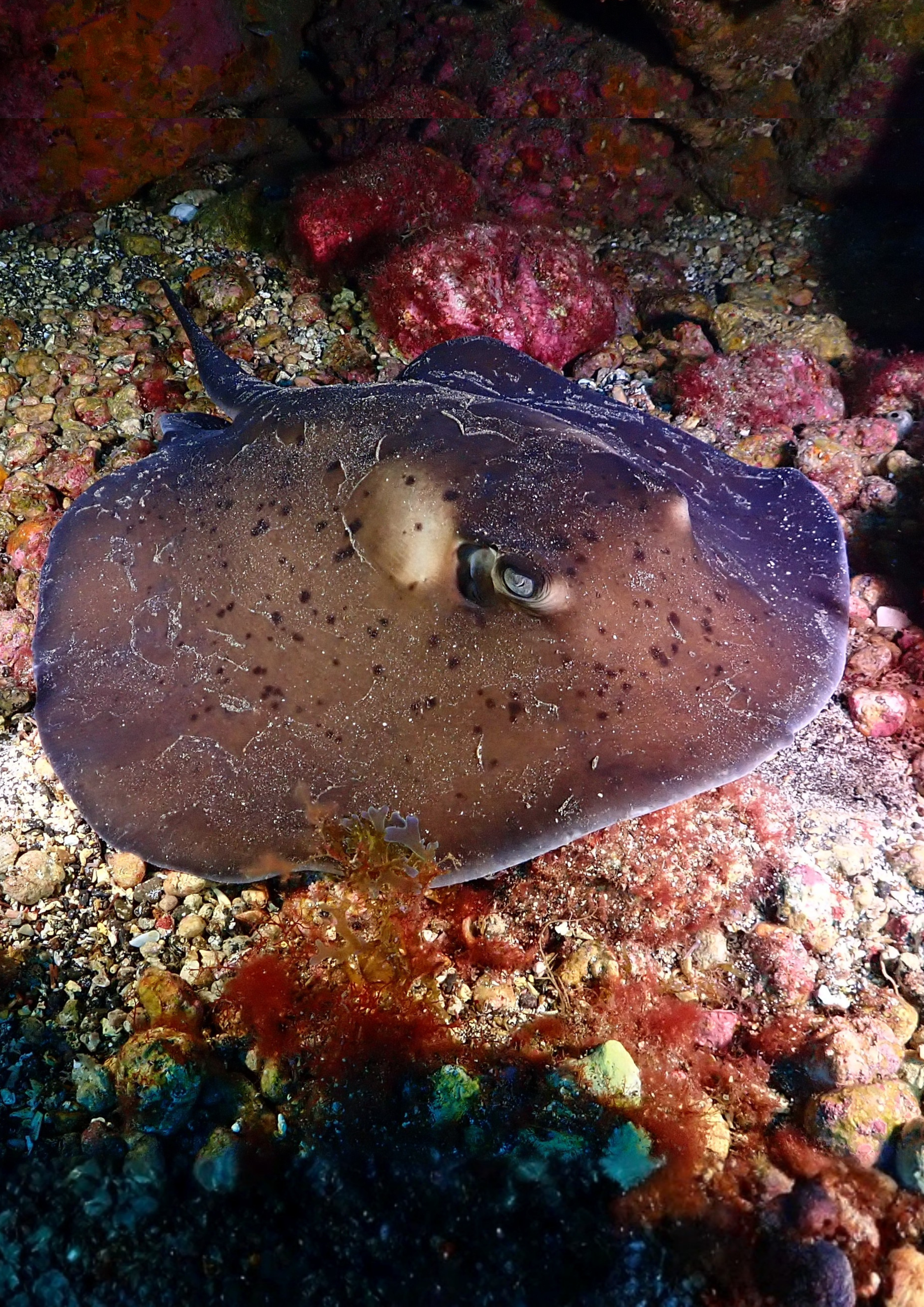 Seguimiento de Elasmobranquios en el archipiélago - Fase II