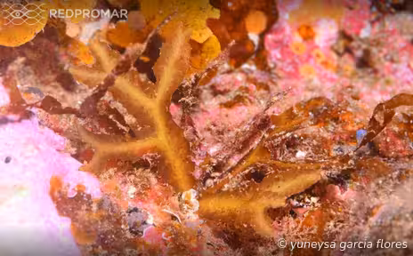 Sighting